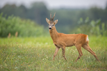 Roebuck - buck (Capreolus capreolus) Roe deer - goat © szczepank