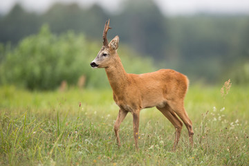 Roebuck - buck (Capreolus capreolus) Roe deer - goat