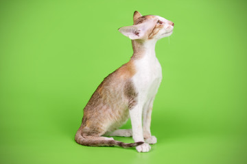 Oriental cat on colored backgrounds