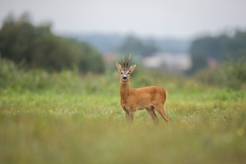Roebuck - buck (Capreolus capreolus) Roe deer - goat