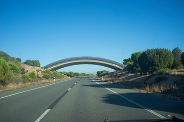 Obraz premium Iberian Lynx bridge over N-442 road, Huelva, Spain