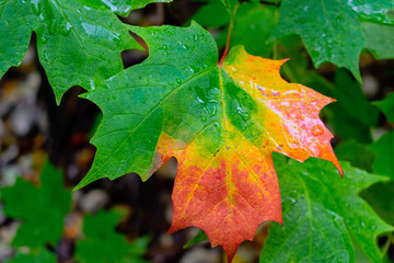 Closeup of beautiful maple leaf changing colors