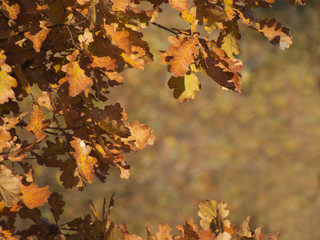 Autumn oak branches with brown leaves