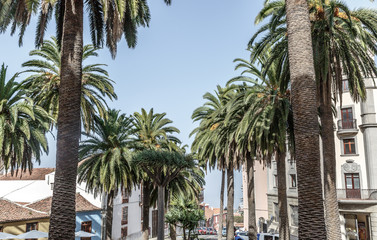 Fototapeta na wymiar View of a street surrounded by large palm trees, La Orotava