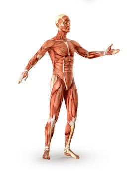 Muscles anatomy figure, isolated. Healthcare concept. 3D illustration