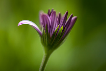 Obraz premium purple flower on green background