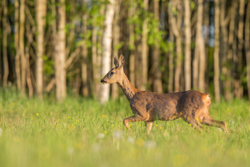 Roebuck - buck (Capreolus capreolus) Roe deer - goat