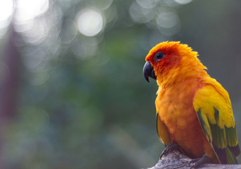 Oiseau tropical