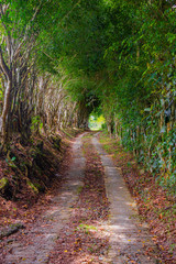 Country Forest Scapes