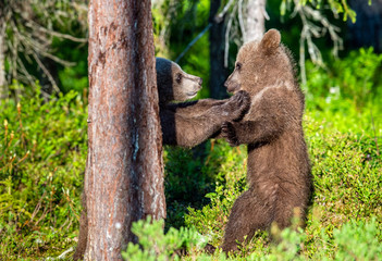Brown Bear Cubs playfully fighting, Scientific name: Ursus Arctos Arctos. Summer green forest background. Natural habitat.