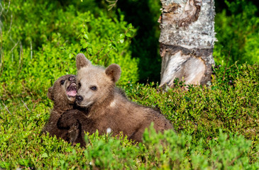 Fototapeta premium Brown Bear Cubs playfully fighting, Scientific name: Ursus Arctos Arctos. Summer green forest background. Natural habitat.