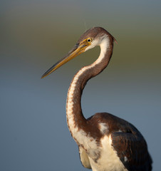 Tricolored Heron