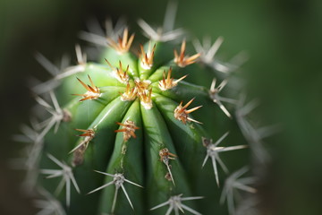 Cactus