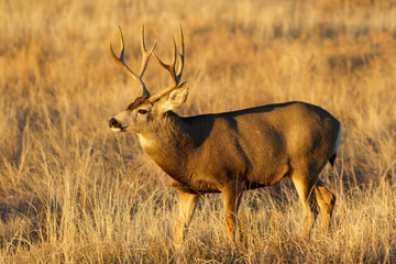 Wild Deer on the High Plains of Colorado