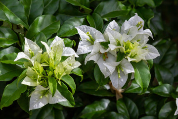 White Curacao Flower Closeup