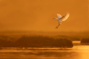 Snowy egret brings on the day