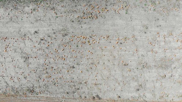 Slow rising aerial footage over a pumpkin patch filled with growing pumpkins beside a road in late autumn just outside of Ottawa.