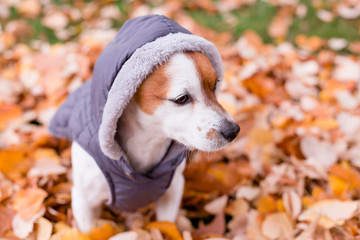 cute small dog wearing a grey coat and looking at the camera. Sitting on Yellow leaves background. Autumn concept. Outdoors