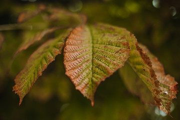 close up view of green and brown leaves in autumn season. Nature.