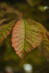 close up view of green and brown leaves in autumn season. Nature.