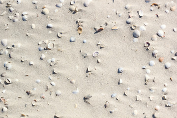 Fototapeta na wymiar Shells on the sand after the storm, background, texture. Black Sea Coast