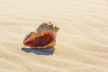 Fototapeta na wymiar Rapana on rippled sand in the sea coast, in the rays of the hot summer sun
