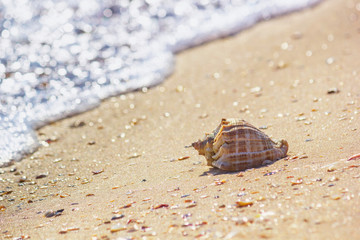 Rapana in the surf on the sea coast, in the rays of the hot summer sun