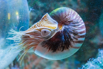 Rare tropical marine life portrait of a nautilus cephalopod a living shell fossil underwater sea...