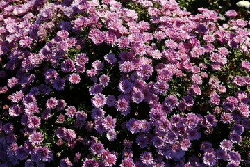 Obraz premium Aster or michaelmas daisy - a small grassland plant that has flowers with a yellow disk and white rays. It has given rise to many ornamental garden varieties.