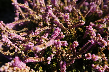 Heather- a purple-flowered Eurasian heath that grows