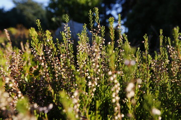 Heather- a purple-flowered Eurasian heath that grows