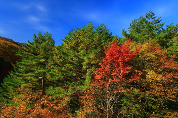 紅葉の八幡平