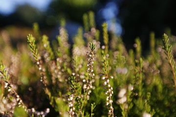 Heather- a purple-flowered Eurasian heath that grows