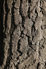 Bark texture on the tree
