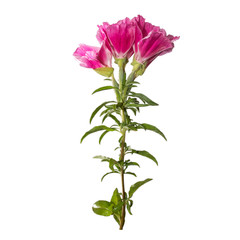 Godetia flower isolated. A branch of beautiful pink and purple spring flowers.