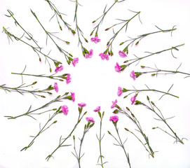 Round frame of delicate flowers. Spring pink flowers on white background
