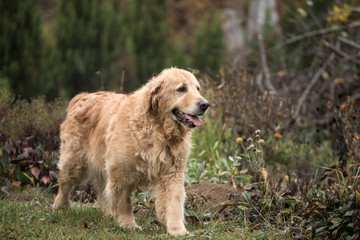 wet happy golden retriever dog