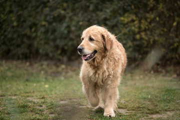 wet happy golden retriever dog