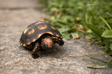turtle on grass