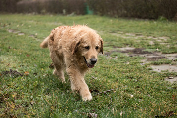 wet happy golden retriever dog