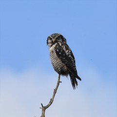 Owl on a Branch