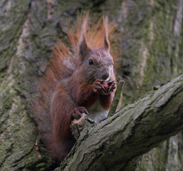 squirrel with a nut on the tree, Poland