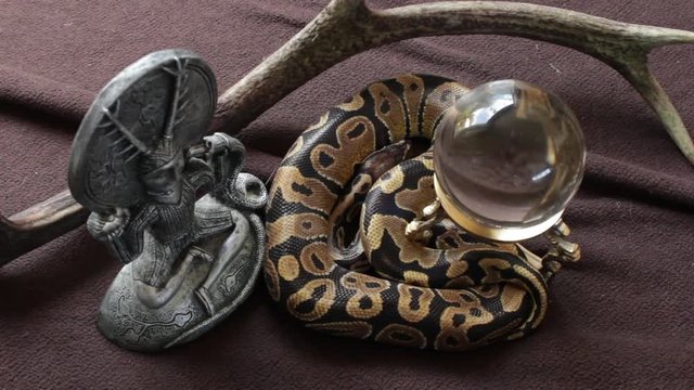 live snake coiled up