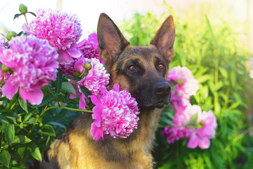 The portrait of a short-haired German Shepherd dog posing outdoors in the garden with pink peony flowers in summer