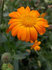 Orange flower in the garden. Calendula 