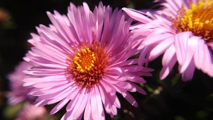 Obraz premium Closeup of pink flower. Crysanthemum.