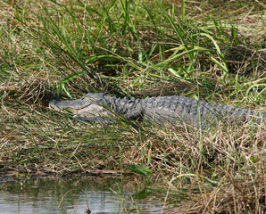 Alligator close up