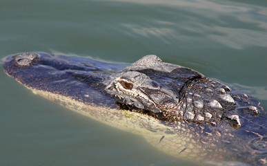 Alligator close up