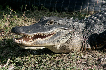 Alligator close up