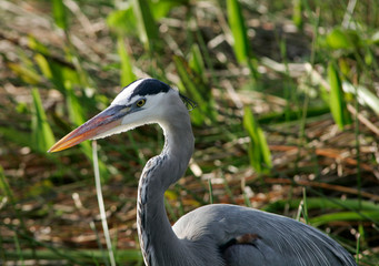 Great Blue Heron Close Up